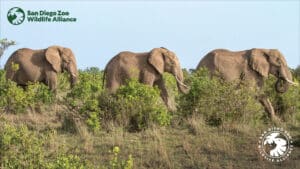 Seniors Day Out – San Diego Zoo Safari Park